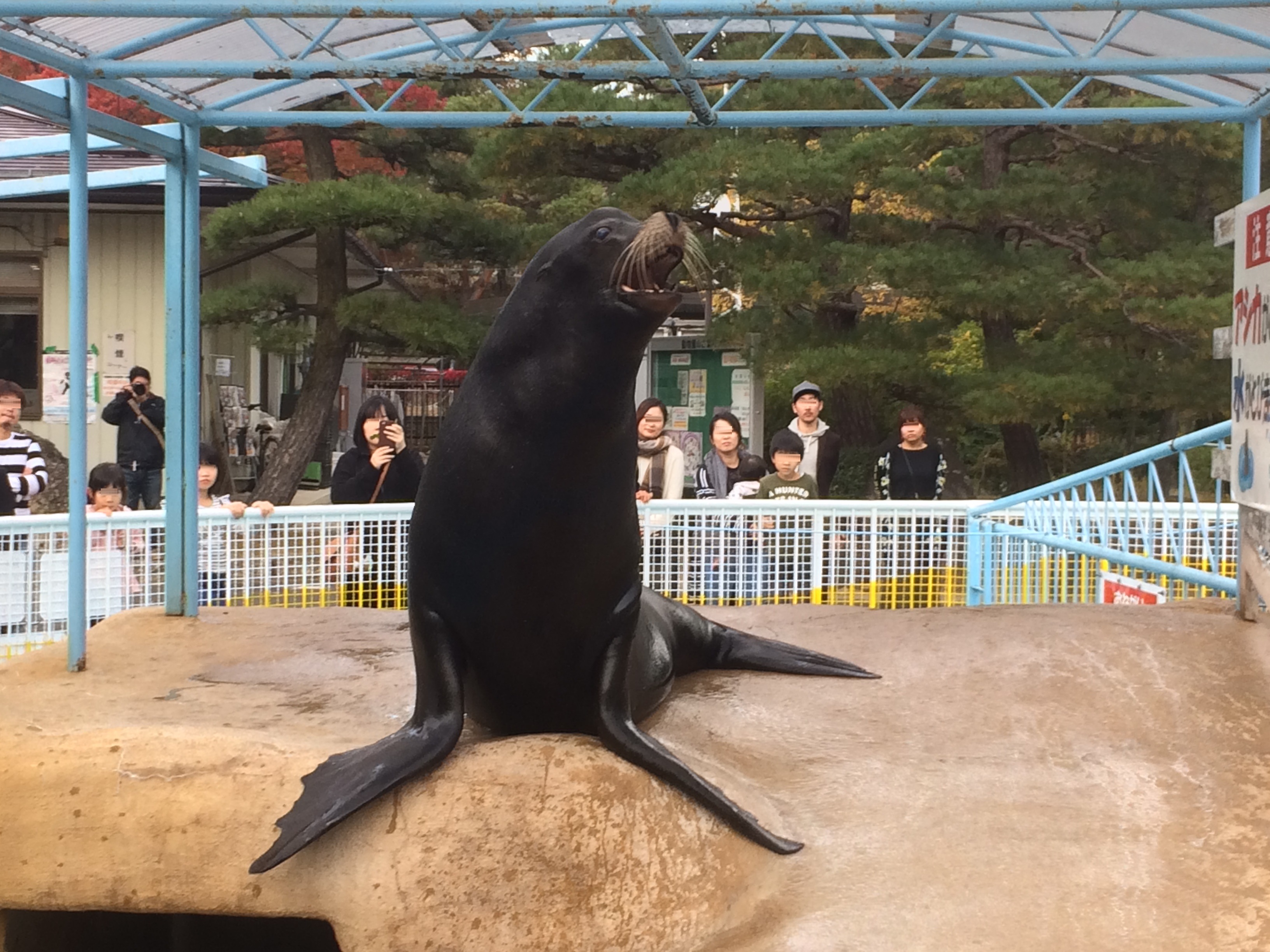 城山動物園へアシカを見に行こう